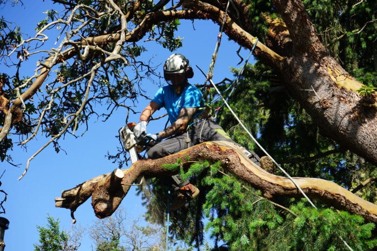 Victoria Tree Services: Tree Trimming