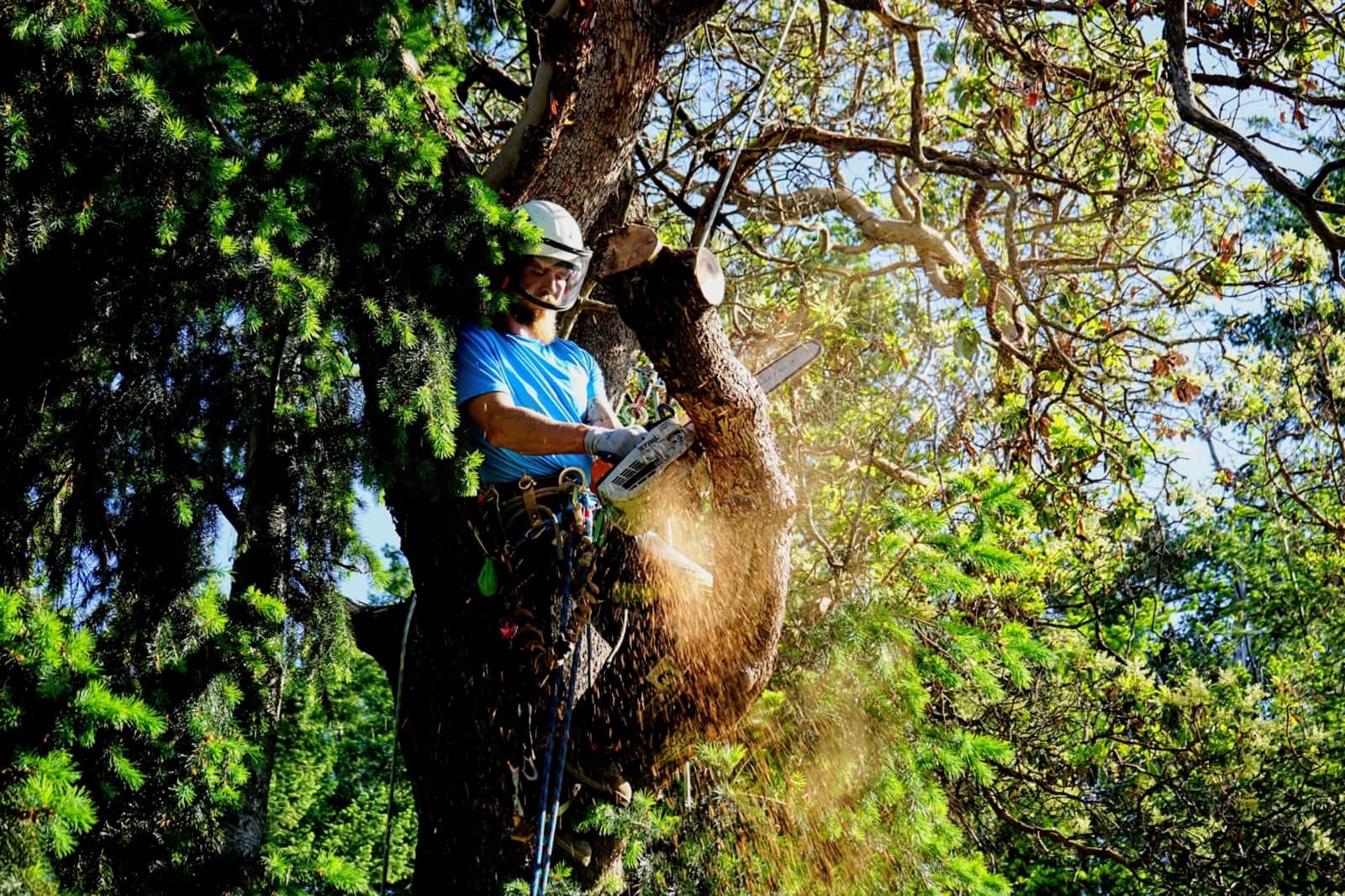 Tree Services Victoria Anchor Tree Service Top Rated Victoria Arborist
