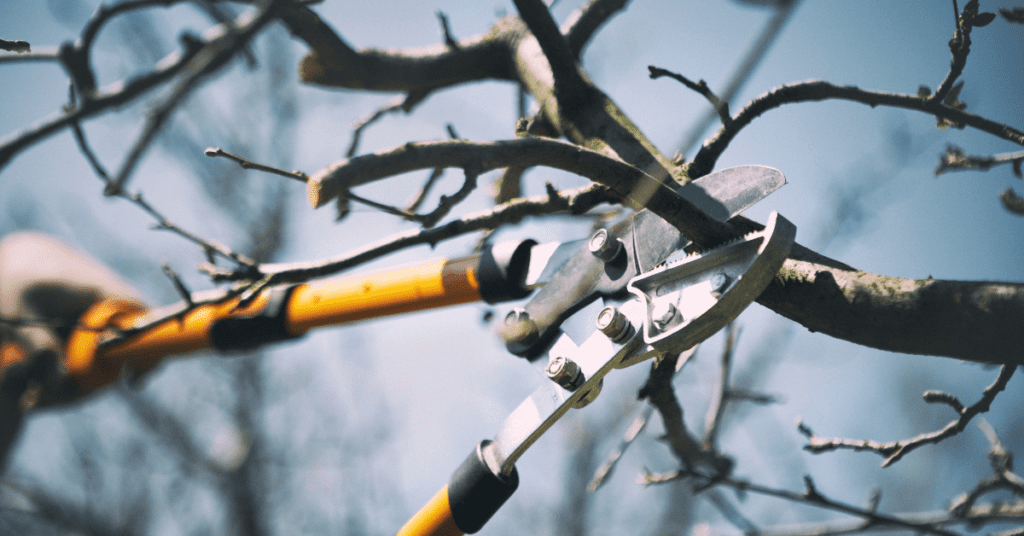Article Cover Image: Preventing Storm Damage To Your Trees
