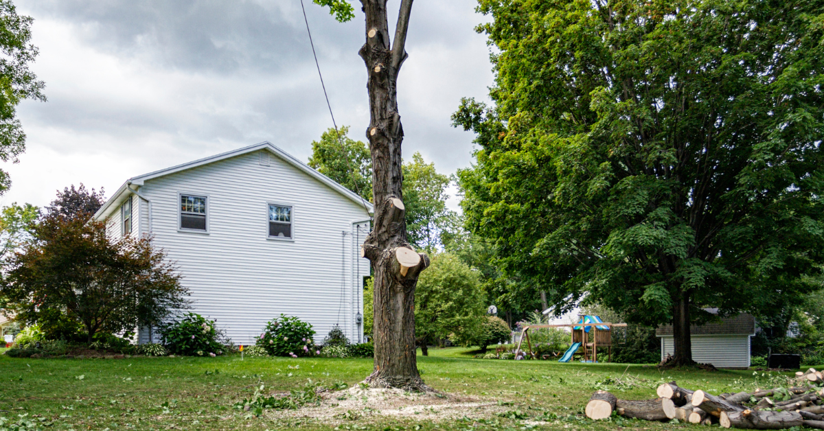 Secure Your Property After the Tree is Removed