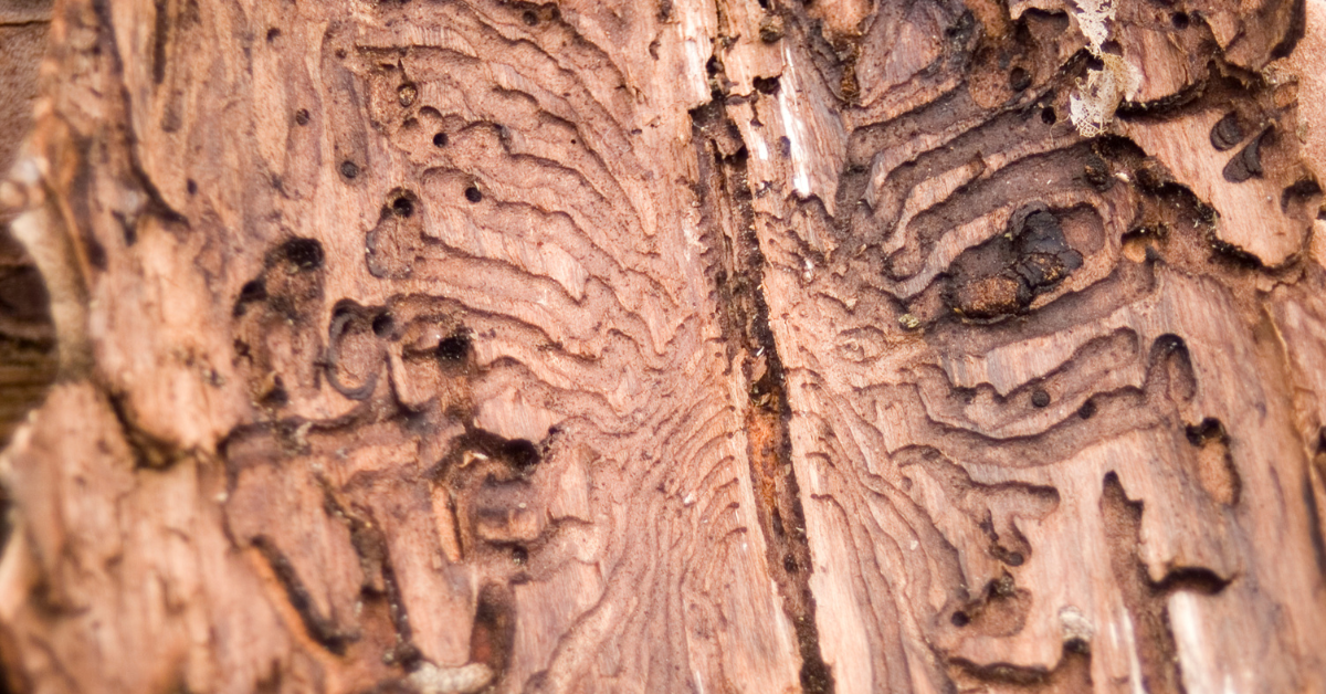 How Do You Tell If a Tree Needs to Be Cut Down? - Anchor Tree Service