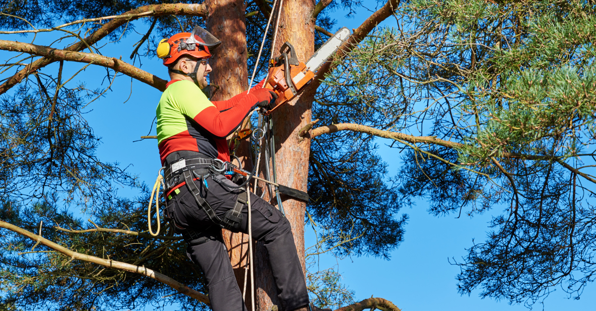 Why Should You Hire an ISA Certified Arborist? - Anchor Tree Service