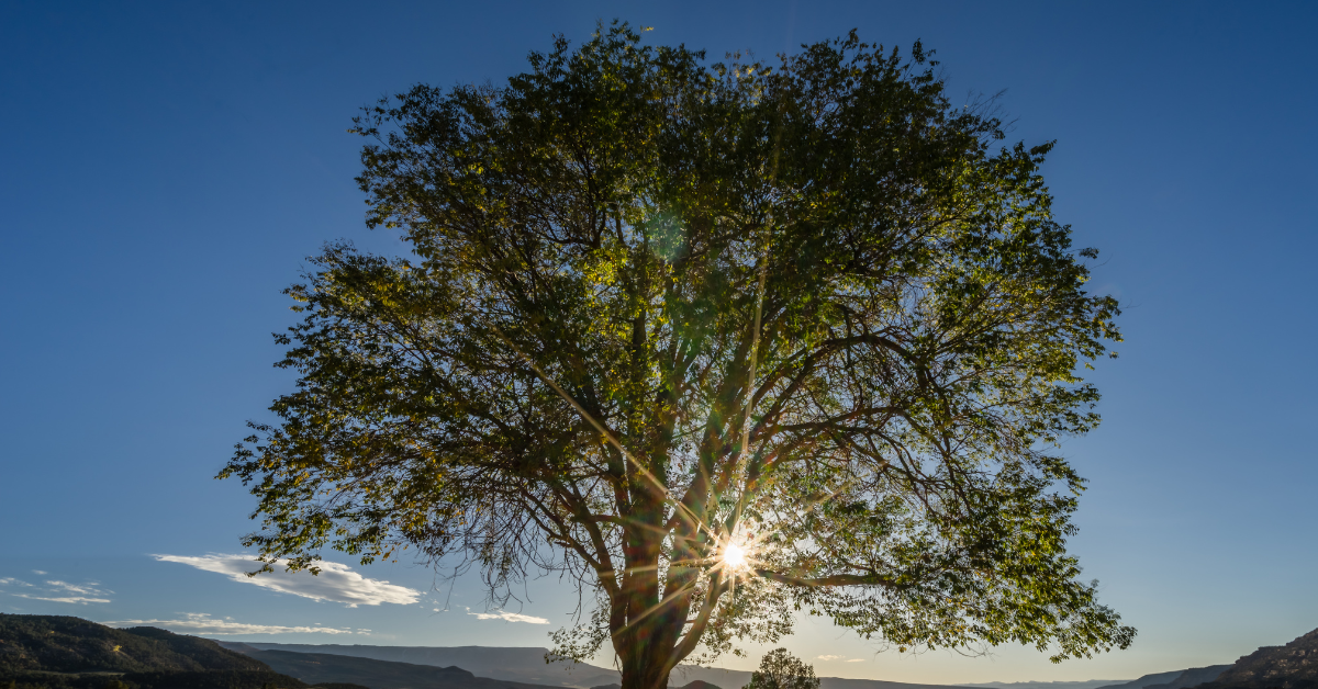 Crown Cleaning An Essential Guide for Homeowners Anchor Tree Service