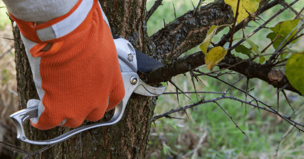 Preserving a Tree Cutting 