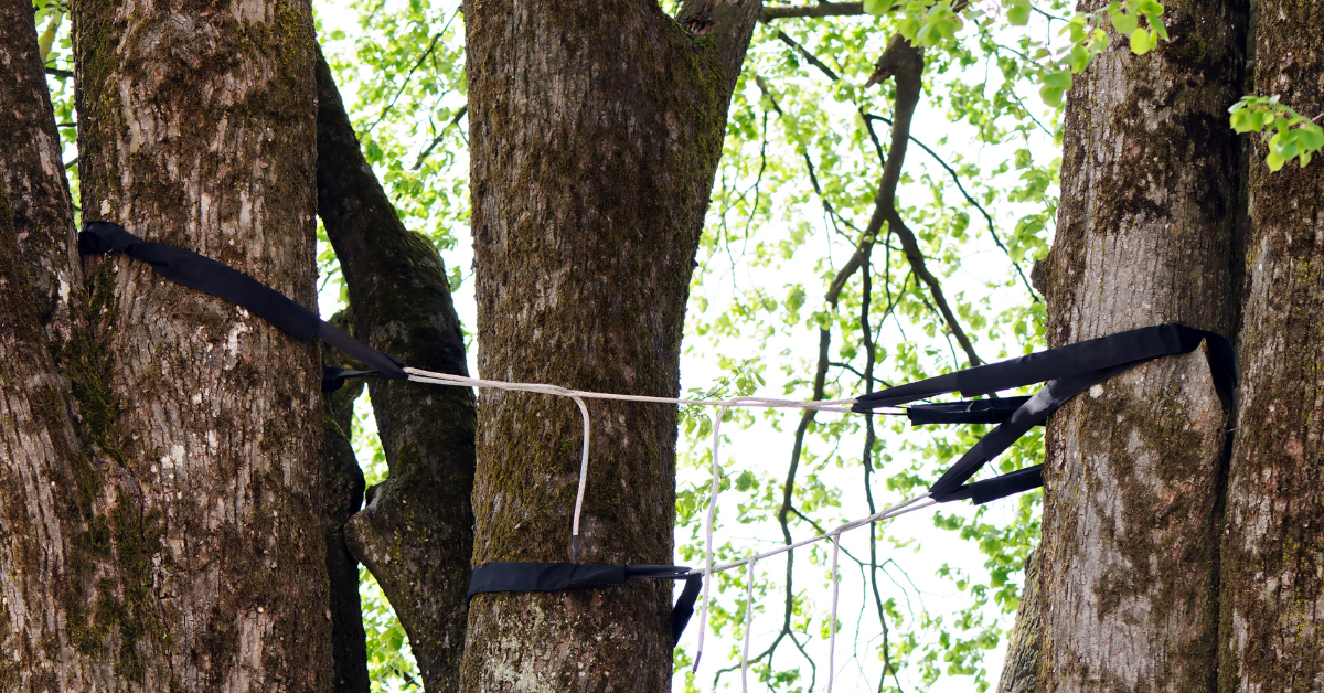 Quick Tree Support Tree Cabling and Support: A Comprehensive Guide for Homeowners - Anchor ...